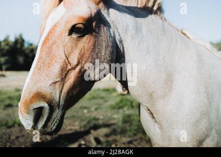 Gros plan de beau cheval chilien blanc et marron debout au milieu du champ. Banque D'Images