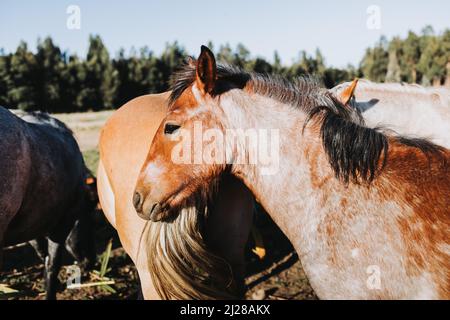 Gros plan de beau cheval chilien blanc et marron debout au milieu du champ. Banque D'Images