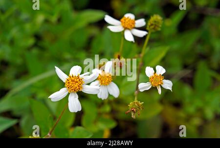 Fleurs des aiguilles espagnoles (Bidens alba) Banque D'Images