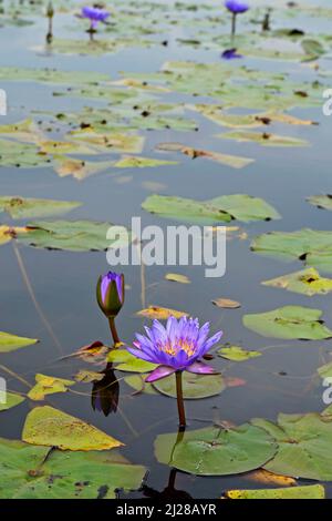 Fleurs de nénuphars (Nymphaea caerulea) sacrées sur le lac Banque D'Images