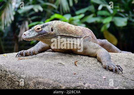 Komodo dragon, Komodo Monitor, Komodowaran, Varanus komodoensis, Singapore Zoological Gardens ou Mandai Zoo, Singapour, Asie du Sud-est Banque D'Images