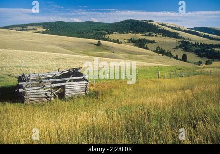 Mt : Comté de Granite, forêt nationale de Lolo, vallée de Rock Creek, cabane en rondins abandonnée, sans toit dans les vastes prairies Banque D'Images