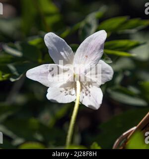 Royaume-Uni, Angleterre, Devonshire. Un Anemone de bois avec des ombres de ses étamines montrant à travers le dos des pétales. Banque D'Images