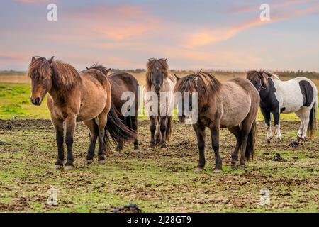 Groupe de chevaux islandais dans le sud de l'Islande Banque D'Images