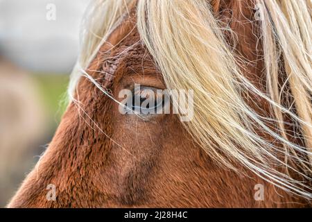 Portrait en gros plan d'un cheval islandais brun avec de longs cheveux blonds dans le sud de l'Islande Banque D'Images