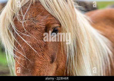 Portrait en gros plan d'un cheval islandais brun avec de longs cheveux blonds dans le sud de l'Islande Banque D'Images