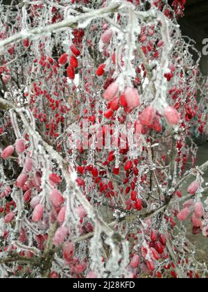 Baies rouges en hiver. Photo en gros plan du givre et de la glace sur les baies rouges en hiver. Banque D'Images
