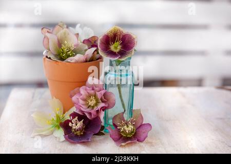 un bol en céramique et une bouteille bleue rustique avec une belle variété de hellebore rose et blanc sur une table en bois Banque D'Images