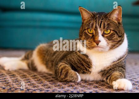Joli chat posé sur un tapis à motifs devant un fond sarcelle Banque D'Images