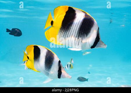 Papillon poissons nageant dans le lagon tropical de Moorea, Polynésie française Banque D'Images