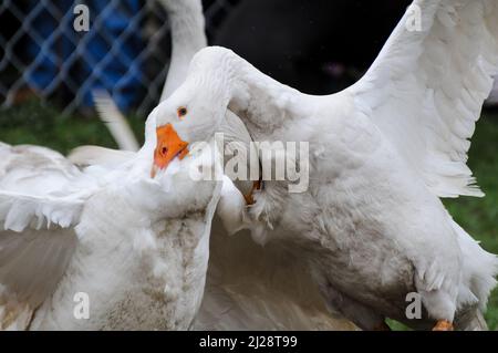 Un couple qui combat les oies à la ferme Banque D'Images