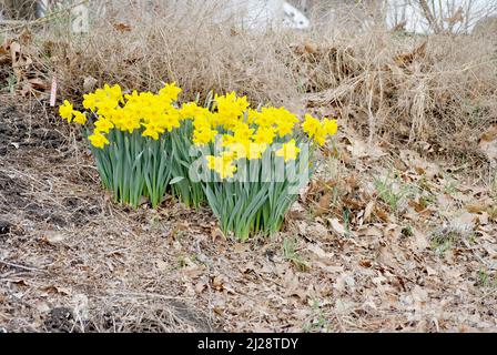 Jonquilles de printemps jaune vif au début du printemps Banque D'Images