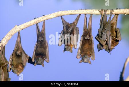 Des chauves-souris fruitées, une petite colonie de renards volants rouges sur la rivière Norman près de Normanton, Queensland, Australie Banque D'Images