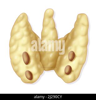 Glandes parathyroïdes Banque D'Images