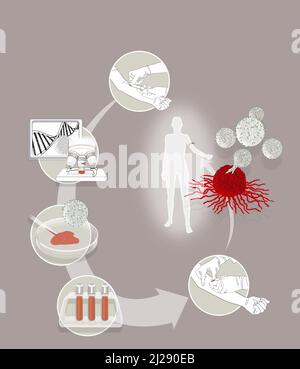 Cellules car-t-immunothérapie Banque D'Images