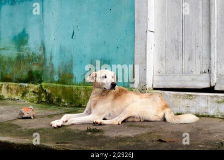 Magnifique chien errant allongé sur le trottoir Banque D'Images