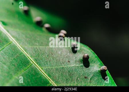 La précision de la forme de la balle des larves DE BANNIÈRE abstraite des œufs d'insectes repose sur la beauté le long du bord de la surface de la feuille de plante verte.Incroyable macro faune nature monde Haut Banque D'Images