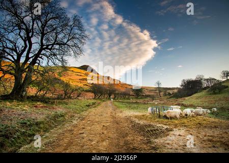 Moutons avec agneaux, se nourrissant du foin et de la paille laissés par l'agriculteur, sur le côté d'une piste de ferme utilisée par les randonneurs se dirigeant vers le terrain dominant de Shropshire Banque D'Images