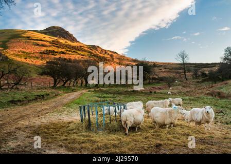 Moutons avec agneaux, se nourrissant du foin et de la paille laissés par l'agriculteur, sur le côté d'une piste de ferme utilisée par les randonneurs se dirigeant vers le terrain dominant de Shropshire Banque D'Images