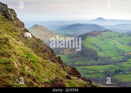 Un seul agneau tôt le matin, se nourrissant sur la colline herbeuse, rocheuse, en début de matinée contre une vue sur la campagne et les collines lointaines. Banque D'Images