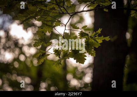 Photo de feuilles de chêne exposées sur une branche d'un arbre de Quercus Robus. Quercus robur, communément appelé chêne commun, chêne pédonculé, chêne européen ou Banque D'Images