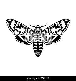 Papillon rétro noir tatouage. Élément isolé d'art vintage sur fond blanc. Illustration vectorielle plate. Design et studio de tatouage Illustration de Vecteur