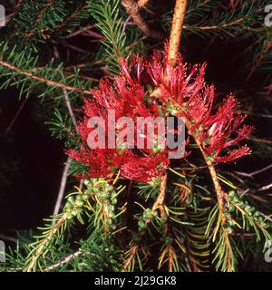 CALOTHAMNUS QUADRIFIDUS À FLEURS ROUGES, COMMUNÉMENT CONNU SOUS LE NOM DE BROSSE À BOUTEILLE UNILATÉRALE OU BUSH À RESEAU COMMUN, NATIF D'AUSTRALIE. Banque D'Images