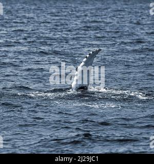 Nageoire pectorale de baleine à bosse (Megaptera novaeangliae), observation des baleines, baie de Skjalfandi, Husavik, Husavik, Nord de l'Islande, Islande Banque D'Images