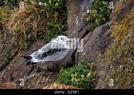 Kittiwake unique (Rissa tridactyla), juvénile sur la roche d'oiseau, Bakkageroi, Bakkagerdi, Borgarfjoerour eystri, Ostisland, Islande Banque D'Images