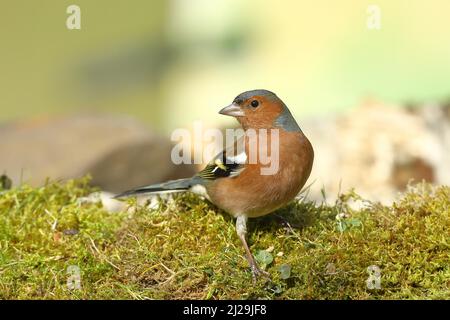 Chaffinch commun (Fringilla coelebs), homme, assis sur un vieil arbre surcultivé avec de la mousse, Wilden, Rhénanie-du-Nord-Westphalie, Allemagne Banque D'Images