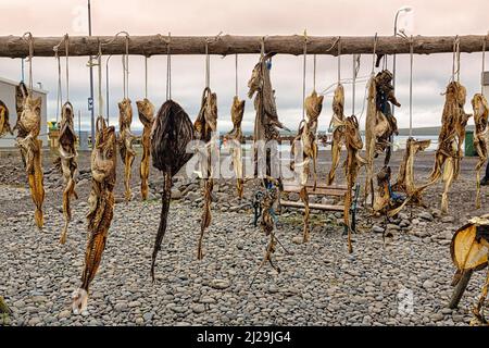 Différents types de poissons séchés à la suite, accrochés sur un rack en bois, spécialité, Hvammstangi Seal Center, péninsule de Vatnsnes, Norourland vestra, Islande Banque D'Images