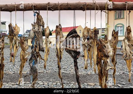 Différents types de poissons séchés à la suite, accrochés sur un rack en bois, spécialité, Hvammstangi Seal Center, péninsule de Vatnsnes, Norourland vestra, Islande Banque D'Images