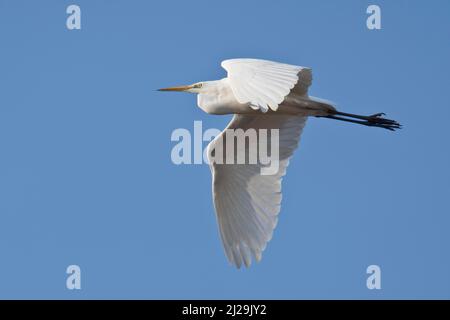 Grand aigreet (Ardea alba) en vol, Bade-Wurtemberg, Allemagne Banque D'Images