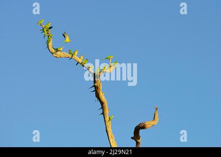 Les perroquets de Monk (Myiopsitta monachus), se rassemblent sur un arbre sec, Pantanal, Mato Grosso, Brésil Banque D'Images