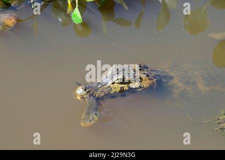 Yacaare caiman (Caiman yacare) avec des poissons dans sa bouche, Pantanal, Mato Grosso, Brésil Banque D'Images