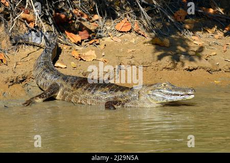 Yacara caiman (Caiman yacara) couché sur la rive, Pantanal, Mato Grosso, Brésil Banque D'Images