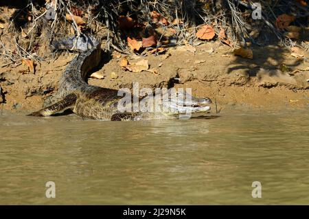 Yacara caiman (Caiman yacara) couché sur la rive, Pantanal, Mato Grosso, Brésil Banque D'Images