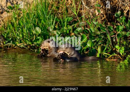 Deux loutres géantes (Pteronura brasiliensis) mangent des poissons capturés sur les rives du Rio Sao Lourenco, Pantanal, Mato Grosso, Brésil Banque D'Images