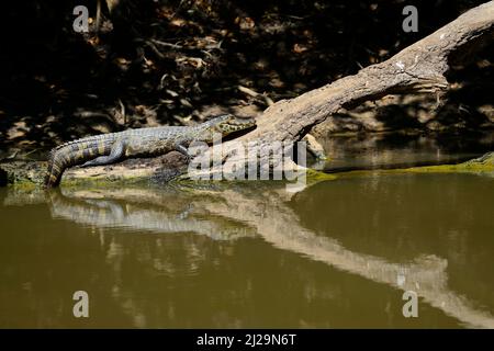 Yacares au repos caiman (Caiman yacares) couché sur le bois flotté, Pantanal, Mato Grosso, Brésil Banque D'Images