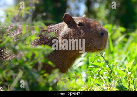 Capybara (Hydrochoerus hydrochaeris), portrait, Pantanal, Mato Grosso, Brésil Banque D'Images