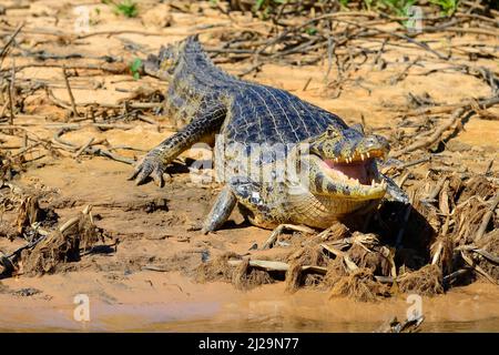 Yacara caiman au repos (Caiman yacara) à bouche ouverte sur la rive, Pantanal, Mato Grosso, Brésil Banque D'Images