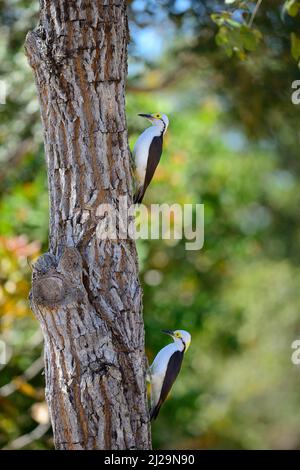 Pic blanc (Melanerpes candidus), paire sur un tronc d'arbre, Pantanal, Mato Grosso, Brésil Banque D'Images