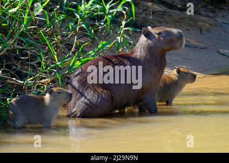 Capybaras (Hydrochoerus hydrochaeris), mère animale avec deux jeunes sur la rive, Pantanal, Mato Grosso, Brésil Banque D'Images