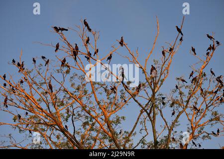 Cormorans oliveux (Phalacrocorax brasilianus), troupeau d'oiseaux assis sur l'arbre à la lumière du soir, Pantanal, Mato Grosso, Brésil Banque D'Images