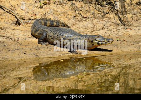 Le caiman de yacara (Caiman yacara) se trouvant sur la rive, se reflète dans l'eau, Pantanal, Mato Grosso, Brésil Banque D'Images