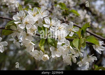 La cerise blanche fleurit sur une branche dans la nature Banque D'Images