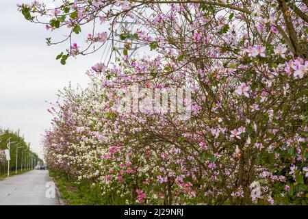 Gros plan de belles fleurs de Bauhinia plantées sur le côté de la route Banque D'Images