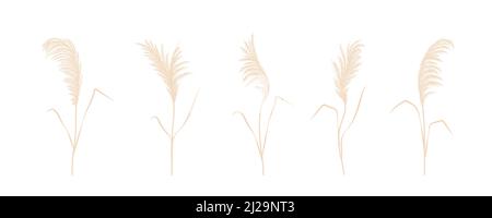 Ensemble d'herbe de pampas. Séchez la cortaderia dans les couleurs beige. Fleurs séchées de Bohème. Illustration vectorielle isolée sur fond blanc. Design tendance Illustration de Vecteur