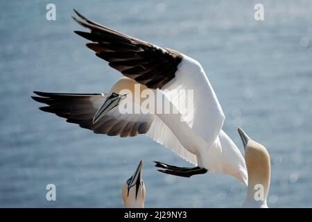 Mannet du Nord (Sula bassana) à l'approche du nid, île Helgoland, Schleswig-Holstein, faune, Allemagne Banque D'Images