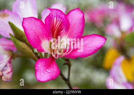 Gros plan de belles fleurs de Bauhinia plantées sur le côté de la route Banque D'Images